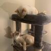 Flame point Siamese Brothers 6 year olds