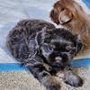 AKC Registered Shih Tzu Puppies
