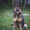 GORGEOUS F1B Gerberian Shepskies w/ AKC Ancestry