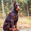 Basically trained red (brown) and tan (rust) European Doberman Pincher female puppy