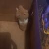 female hamster for rehoming 