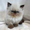 Seal point Himalayan male kitten 