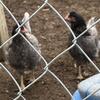 Laying (hens) pullets “ olive eggers”