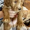 Goldendoodle puppies