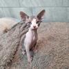 Sphynx Devon Rex Male