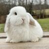 Holland lop bunnies