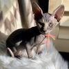 Classic Tabby girl Sphynx  Kitten ready now
