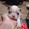 Boston Terrier Puppies