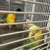 Bonded pair double yellow head Amazon 