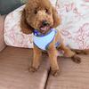 Golden doodle stud 