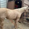 Registered Palomino Mare 
