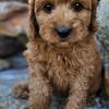 Multigen Australian Labradoodle Puppies