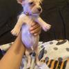 Chihuahua mix