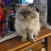 Ragdoll/Himalayan Kittens Males
