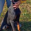 7 month old female Doberman Pinscher puppy 
