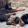 Taking Deposits for AKC reg Doberman Pinschers  2026