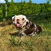 English Bulldog Stud