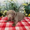 AKC REGISTERED LABRADOR RETRIEVER PUPPIES FOR SALE