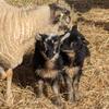 Purebred Shetland Ram Lambs - $275 (Ready to go)