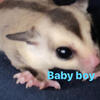 Baby Sugar gliders ready to go to their new forever home