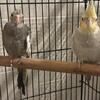 Birds, Cockatiel for sale, could negotiate the price call 586-457-5303