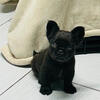 French bulldog North Carolina 