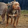 Xl American bully stud
