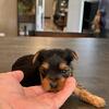 Teacup registered male Yorkie 