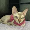 Bambino Sphynx female In Miami, FL