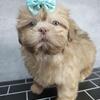 Shih Tzu Pupppy