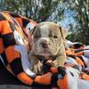 Pumpkin olde english bulldog female