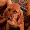 Purebred bloodhound pups 