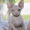 Odd Eye Female Sphynx
