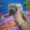 Beautiful Cane Corso Puppies Formentino Fawn Blue Brindle Minnesota Iowa Wisconsin Illinois