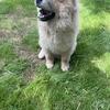 Chow chow pup 