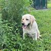 Labrador retrievers