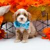 MultiGen Mini Goldendoodle Apricot & White Male