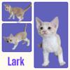 Devon Rex Kittens!  