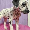 Dalmatian puppies