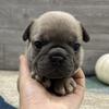 Ethan- Blue Fawn Male French bulldog- BlueGrass Frenchie