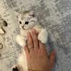 ✨ Unique Polydactyl Bengal-Scottish Fold Mix Kittens – 8 Weeks Old & Ready for New Homes