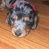 CKC Longhaired Miniature Dachshund Dapples 