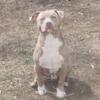 Male American bully