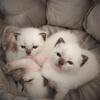 Purebred Siamese Kittens