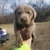 AKC SILVER & CHARCOAL LABRADOR RETRIEVERS