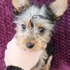 Health Certified Yorkie Puppies!