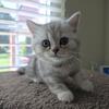 Beautiful Scottish fold boy straight ears for sale