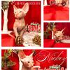 Red-Point SPHYNX BOY- Ready for forever home FEBRUARY 14TH 2026 PARENTS HCM SCANS