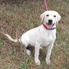 Purebred Lab puppy