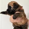 Soft coated wheaten terrier puppy 